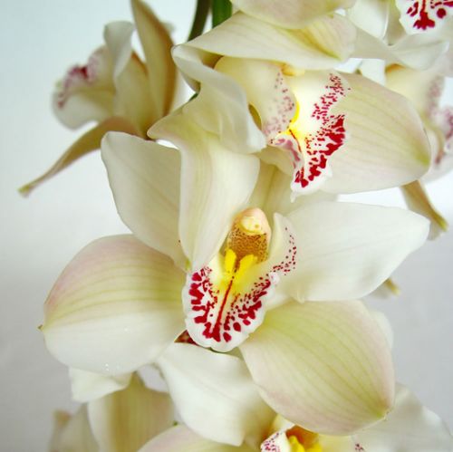 orquídea cymbidium
