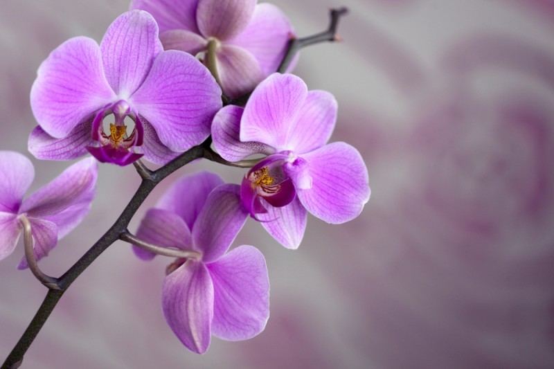buquê de orquídea