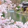 Cerejeiras de Kyoto na lua de mel