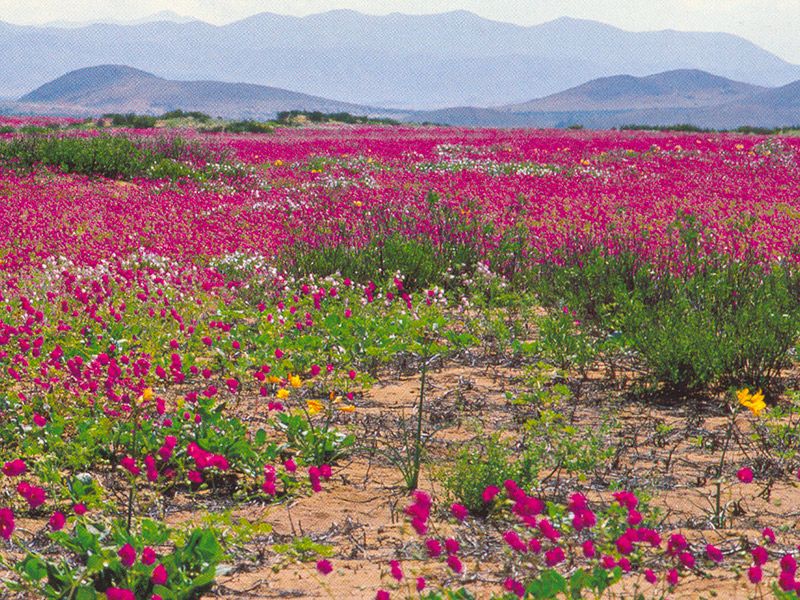 Lua de mel para curtir a primavera deserto do Atacama