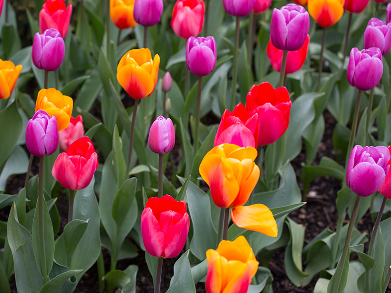 Flores mais usadas no casamento significado Tulipa