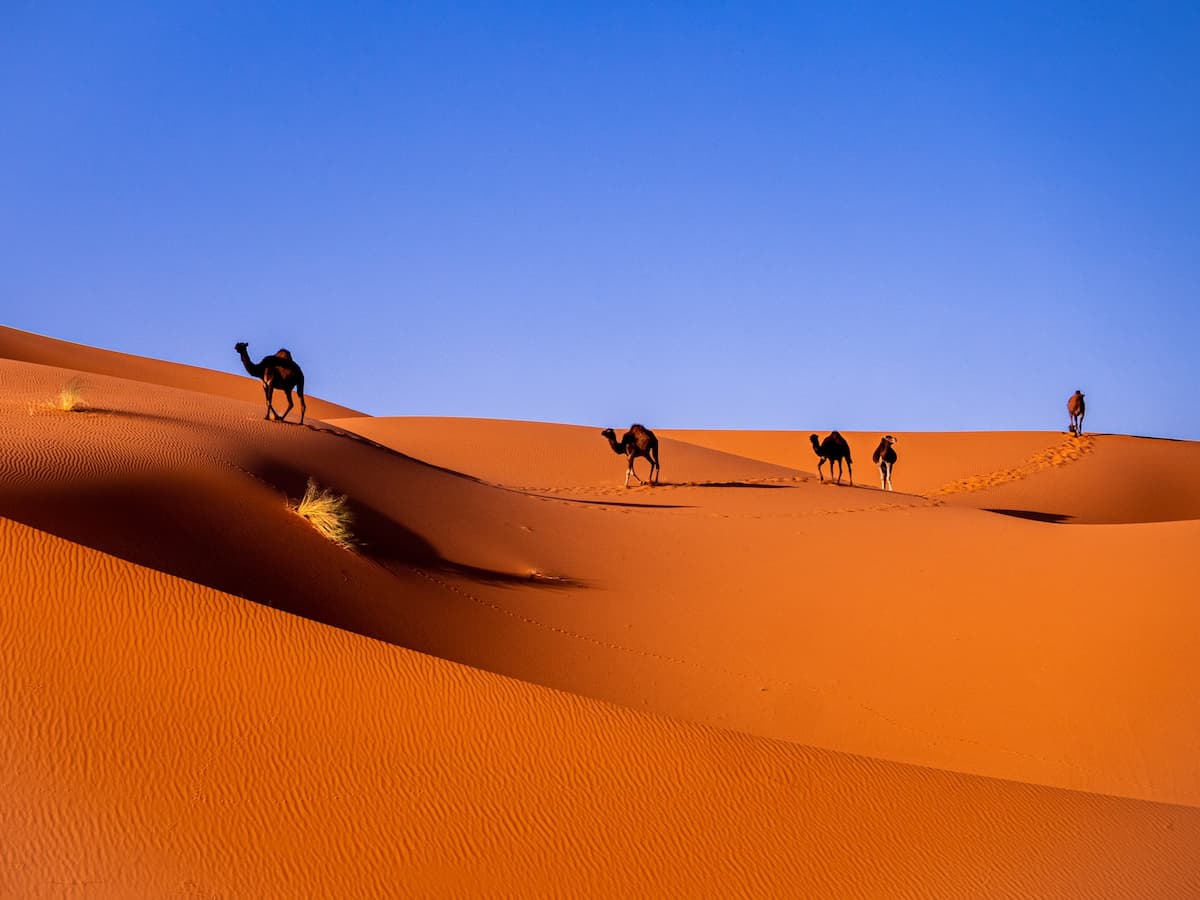Camelos no Deserto do Saara