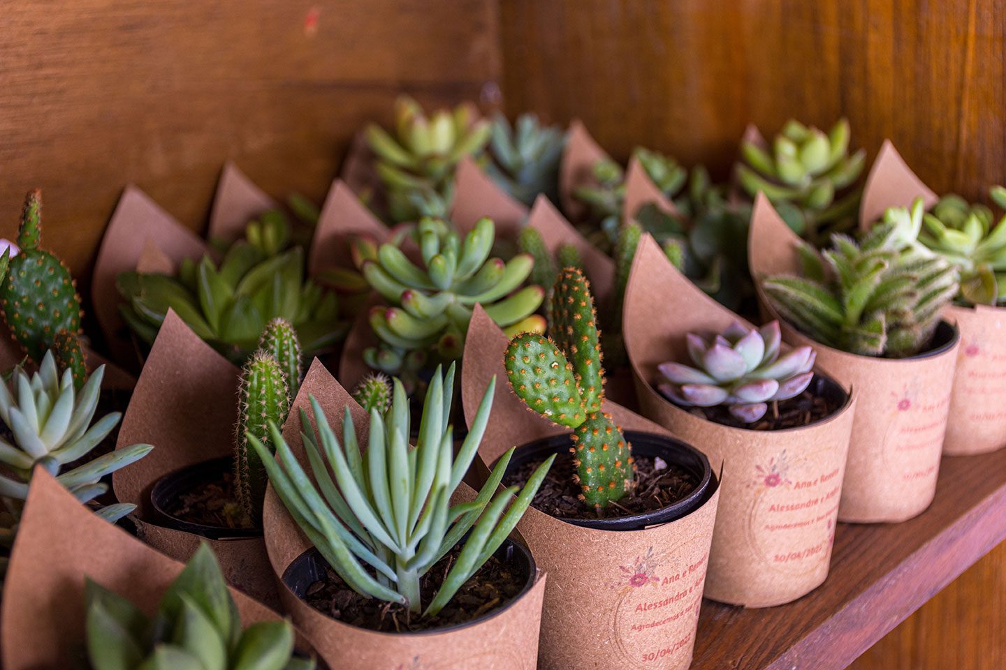 Suculentas como lembrancinhas de casamento