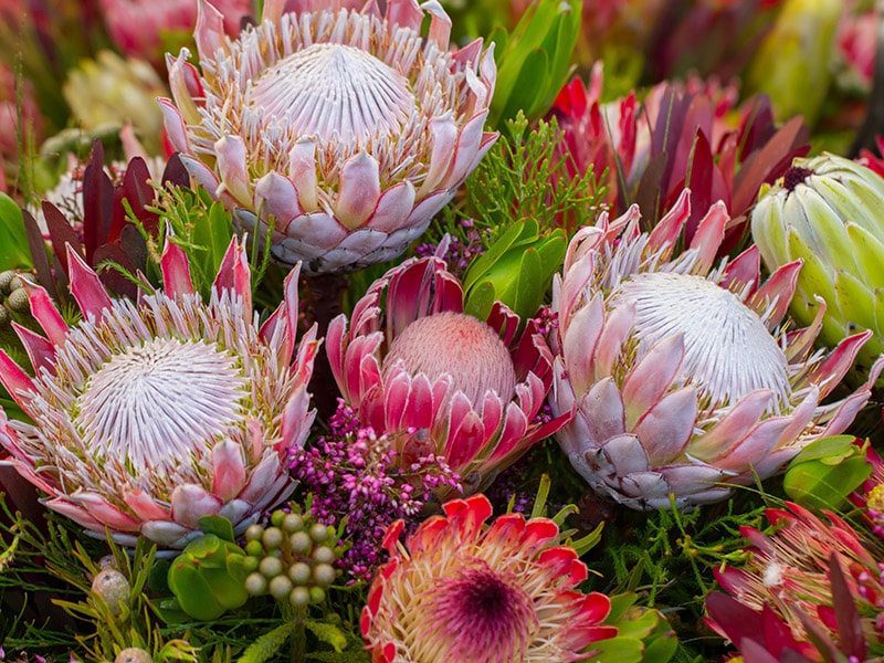 Bouquet-de-noiva-com-protea|Flower-Power-Bouquet-de-noiva-com-protea|Bouquet-de-protea|Bouquet-de-noiva-com-protea|Bouquet-de-noiva-com-protea|Bouquet-de-noiva-com-protea|Flower-Power-Bouquet-de-noiva-com-protea|Flower-Power-Bouquet-protea|Flower-Power-Bouquet-protea|Flower-Power-Boquê-protea
