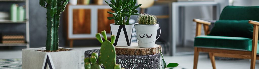 Como refrescar a sua casa usando apenas plantas|plantas para refrescar a casa|plantas para refrescar a casa|plantas para refrescar a casa|plantas para refrescar a casa|plantas para refrescar a casa|Como refrescar a sua casa usando apenas plantas|Como refrescar a sua casa usando apenas plantas|