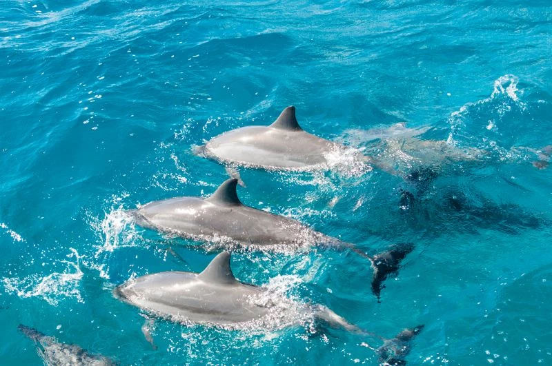 Golfinhos em Fernando de Noronha