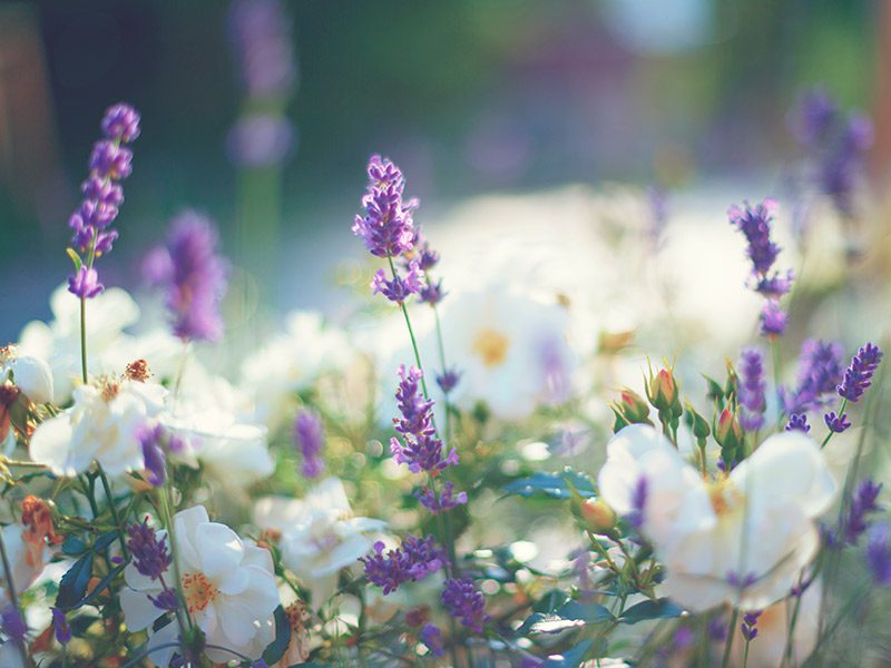 Lua de mel Destinos para curtir a primavera|Lua de mel Destinos para curtir a primavera|Lua de mel Destinos para curtir a primavera|Lua de mel Destinos para curtir a primavera Gramado|Lua de mel Destinos para curtir a primavera Gramado|Lua de mel para curtir a primavera deserto do Atacama|Onde curtir a lua de mel na primavera deserto do Atacama|Onde curtir a lua de mel na primavera Mendoza|Onde curtir a lua de mel na primavera Mendoza|Lua de mel na primavera Cartagena das Indias|Lua de mel na primavera Cartagena das Indias|Onde curtir a lua de mel na primavera Curitiba