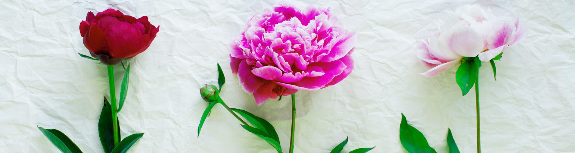 Significado flores mais usadas no casamento|Significado das 10 flores mais usadas no casamento|Flores mais usadas no casamento Angélica|Flores mais usadas no casamento peônia|Flores mais usadas no casamento significado Tulipa|Flores mais usadas no casamento Lisianto|Significado flores mais usadas no casamento copo de leite|Flores usadas no casamento seus significados ranúnculo|Simbologia Flores mais usadas no casamento Gipsófilas|Flores significados no casamento gardênia|casamento significado das flores mais usadas no Jasmin de madagascar|Significado flores mais usadas no casamento magnólia