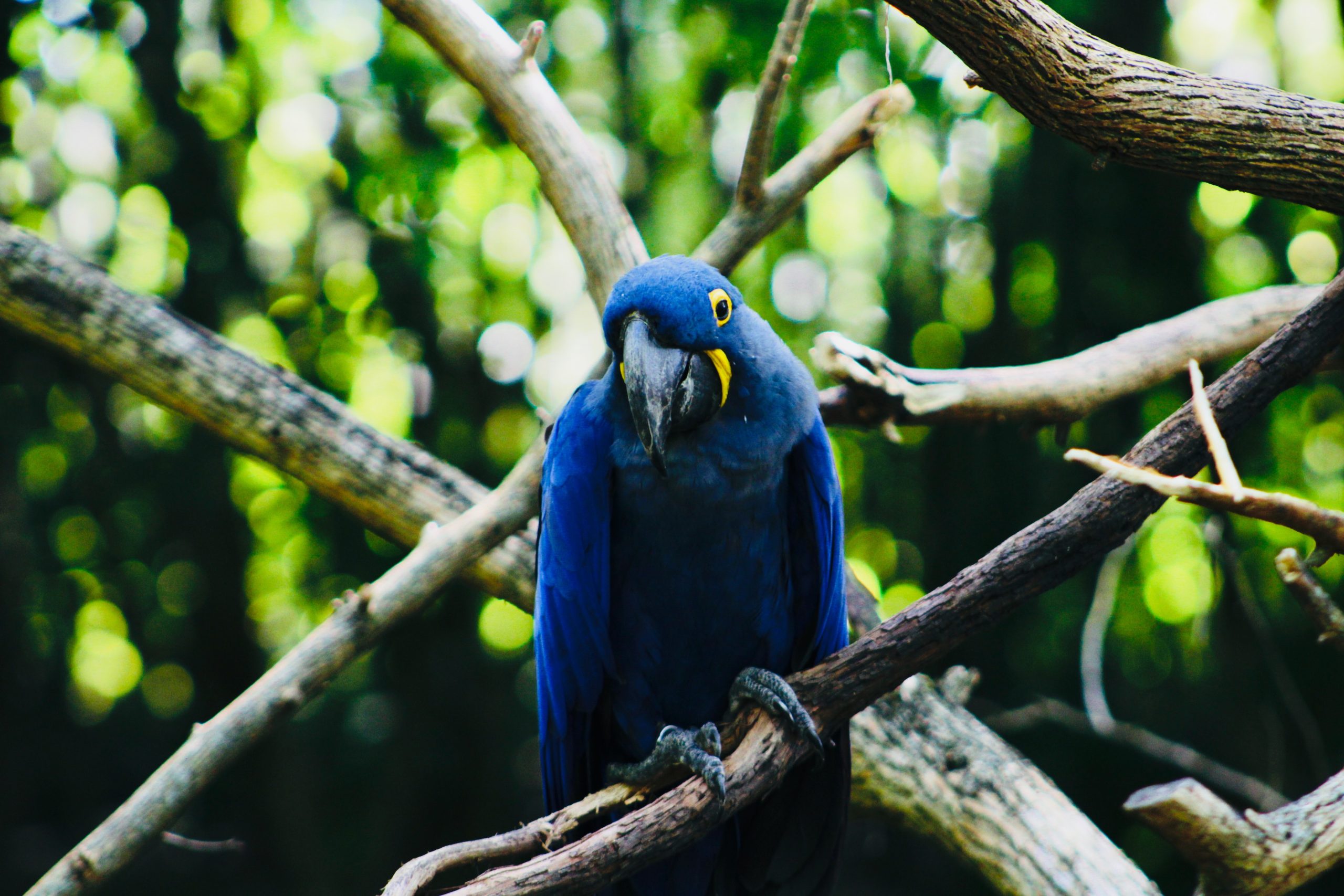 Lua de mel no Brasil: Pantanal, vida selvagem
