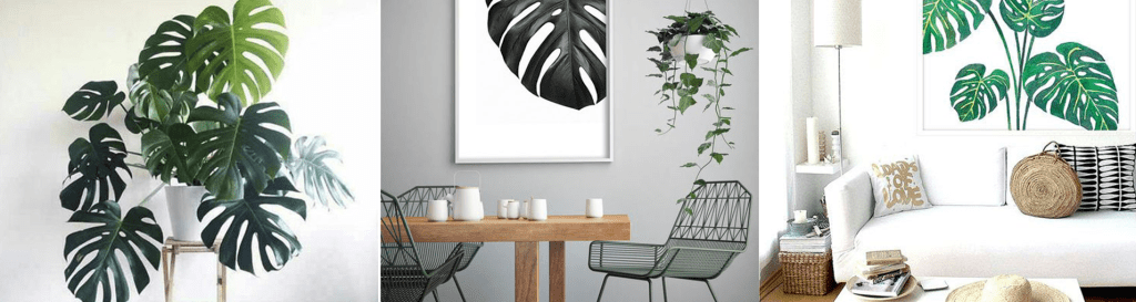 costela de adao decoracao casa|costela de adao decoracao casa||costela de adao decoracao casa||costela de adao decoracao||||||Decoracao casa costela de adao|costela de adao decoracao de casa||||||costela de adão|