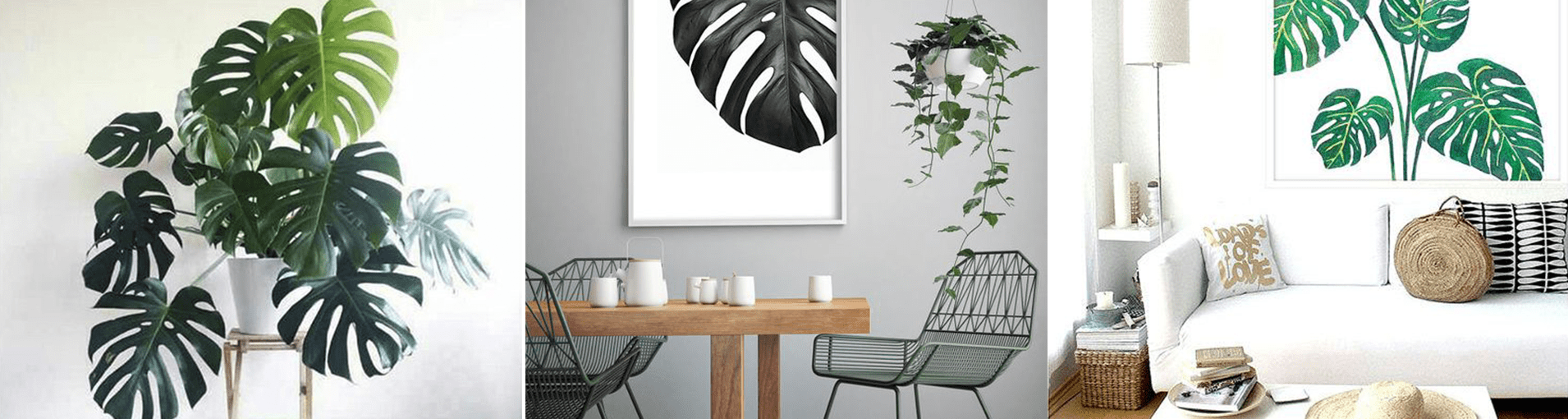 costela de adao decoracao casa|costela de adao decoracao casa||costela de adao decoracao casa||costela de adao decoracao||||||Decoracao casa costela de adao|costela de adao decoracao de casa||||||costela de adão|