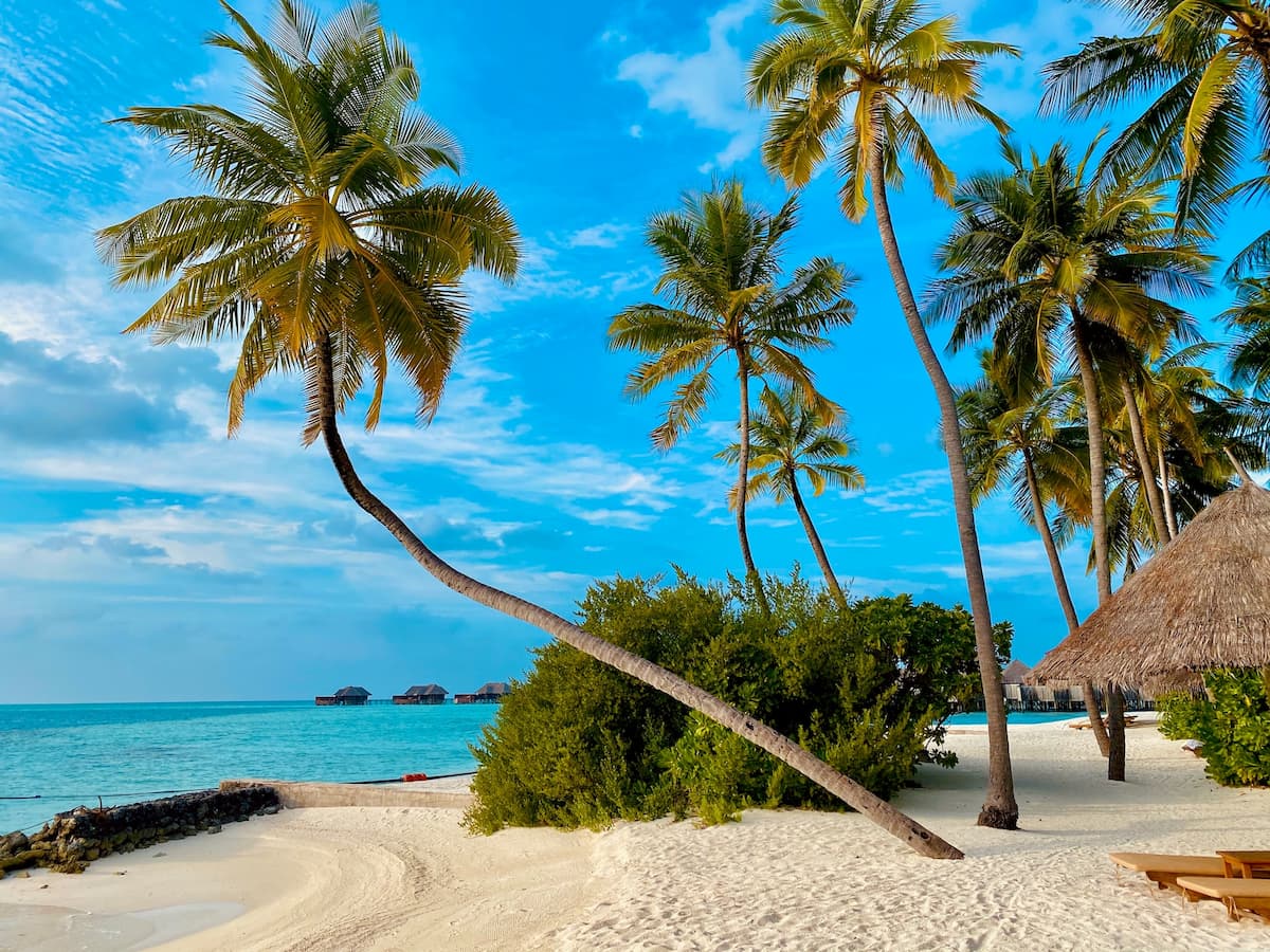 Imagem de uma praia vazia com coqueiros na luz do dia||||||||||||||||||||||||Imagem de dois cocos com flores vermelhas e brancas em cima sob a madeira em frente ao mar|Imagem de um casal sentado em uma praia paradisíaca|Imagem de casas de madeira sob o mar azul