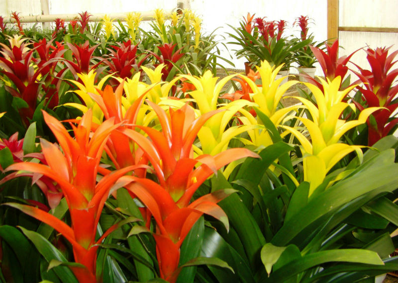Bromélias usadas em decoração carnavalesca de open house