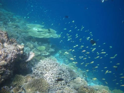 Ilhas Maldivas mergulho