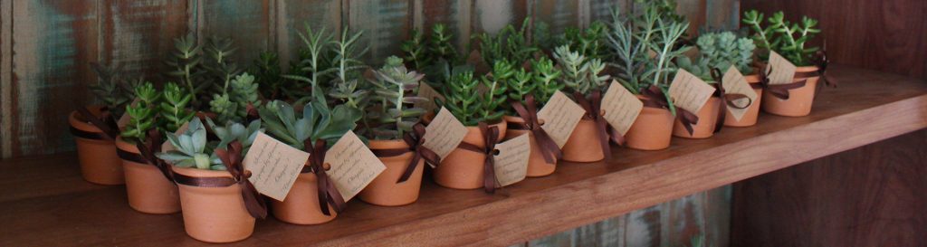 Suculentas como lembrancinhas de casamento|Suculentas como lembrancinhas de casamento|||Suculentas como lembrancinhas de casamento|Suculenta como lembrancinha de casamento||||||Suculentas como lembrancinha de casamento|||Suculentas como lembrancinhas de casamento|suculenta como lembrancinha de casamento|Como fazer suculentas como lembrancinhas de casamento|Suculentas como lembrancinhas de casamento como fazer|Suculentas como lembrancinhas de casamento com vaso colorido|Suculentas como lembrancinhas de casamento como fazer